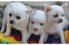 3 KH 3 LH Chihuahua Welpen(VDH/ FCI )!!.