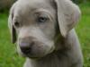 Labradorwelpen silber