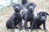 Labrador Mix Welpen