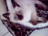Siam-Baby s suchen ein neues Zuhause.