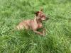 Deckrüde /  wunderschöner Zwergpinscher
