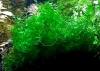 Süsswassertang,  Aquarienpflanzen,  Aktion,  Versand