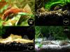 Ancistrus,  Welse,  reinerbig,  ab 2€ (Versand/  Abholung)