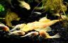 Gold-/  Albinowels (Versand/  Abholung)