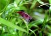 Red Fire Garnele,  Zwerggarnele,  reinerbig,  9€/  10 Stck. (Versand/  Abholung)
