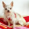 STELLICA - Mischling - 6 Jahre - Tierhilfe-Franken e.V.