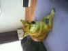 Shiba Inu Welpen 