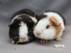 US-Teddy und Rosetten-Meerschweinchen aus Hobbyzucht