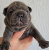 Französische Bulldogge - Welpen in blau /  blue & blue-tan mit Ahnentafel