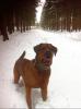 Mastiff-Rottweiler Deckrüde