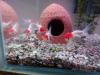 Oranda,  Oranda red cap,  Schleierschwänze Haube,  Oranda Butterfly