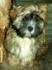 Lhasa Apso Welpen