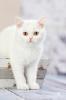 Adoptiveltern gesucht: BKH Babys in white,  blue white,  tabby suchen...
