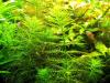 Guyana Tausendblatt,  Bündel,  Aquarienpflanzen (Versand/  Abholung)