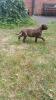Dogo Canario Welpen Presa de Canario