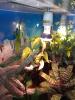 Terrarium incl. 2 Phelsumen Madagaskar Taggecko