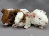 US-Teddy und Rosetten-Meerschweinchen aus Hobbyzucht