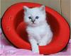 Traumhaftes Heilige Birma Kitten (Mädchen) sucht liebevolles Zuhause auf Lebensz