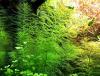 Guyana Tausendblatt,  Bündel,  Aquarienpflanzen (Versand/  Abholung)