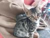 Maine coon/  bengal mix kitten