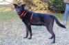 BLACK CONAN - liebevoller Mischling - Dringend,  muss Zuhause verlassen- 4 Jahre