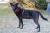 BLACK CONAN - Mischling,  männlich,  4 Jahre,  60 cm,  30 kg,  Gechipt,  Kastriert