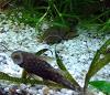 Ancistrus spec.,  brauner Antennenwels (Versand/  Abholung)