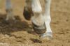 Pferd sucht Reiter/ in