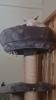 Canadien Sphinx suchen neues Zuhause