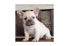 mooie Franse bulldog voor nieuw huis.
