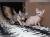 Wunderschönes,  kerngesundes SphynxKitten
