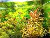 Cognacpflanze,  Aquariumpflanzen (Versand/  Abholung)