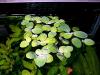 Muschelblume,  Aquarienpflanze,  Versand/  Abholung