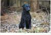 Welpen CURLY COATED RETRIEVER - lockig