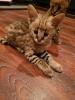 Caracal Kätzchen,  mehrere Kätzchen Savannah Kätzchen,  Bengal Kätzchen,  Tiger Clu