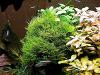 Javamoos,  Aquariumpflanzen (Versand/  Abholung)