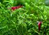 Red Fire Garnele,  Zwerggarnele,  reinerbig,  9€/  10 Stck. (Versand/  Abholung)