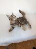 Maine Coon Kitten,  sofort abgabereit