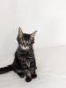 Maine Coon Kitten,  sofort abgabereit