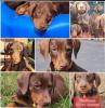 Dobermann Welpen 