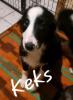 Border Collie Welpen