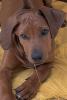 Rhodesian Ridgeback Welpe Rüde mit Stammbaum