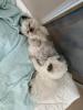 Heilige Birma Kitten traumhafte Schmuser