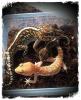 Paroedura picta /  Großkopfgecko aus Madagaskar
