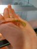 LichtensteinsDünnfingerGecko 