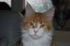 Maine Coon Jungkatze m. P.