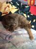 Katze in 67240 Bobenheim-Roxheim zugelaufen/ gefunden