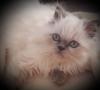 Perser,  Kitten,  Kater,  Colourpoint,  blaue Augen
