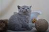 5 BKH Kater u. 1 BLH Kater in den Farben Blau u. Creme,  suchen zuverlässiges Kus