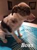 Border Collie Welpen